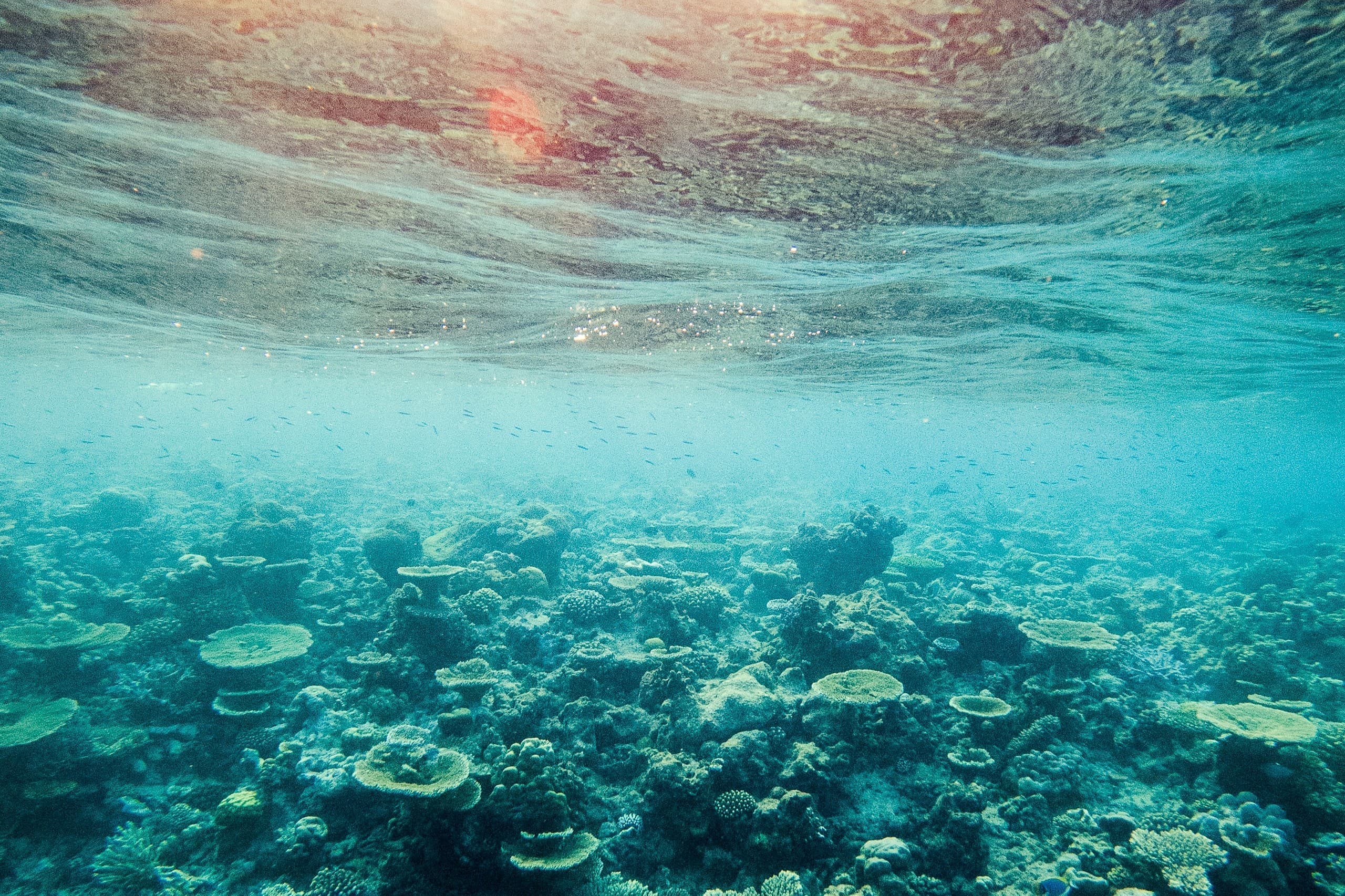 Clear water coral reef landscape with tropical marine life