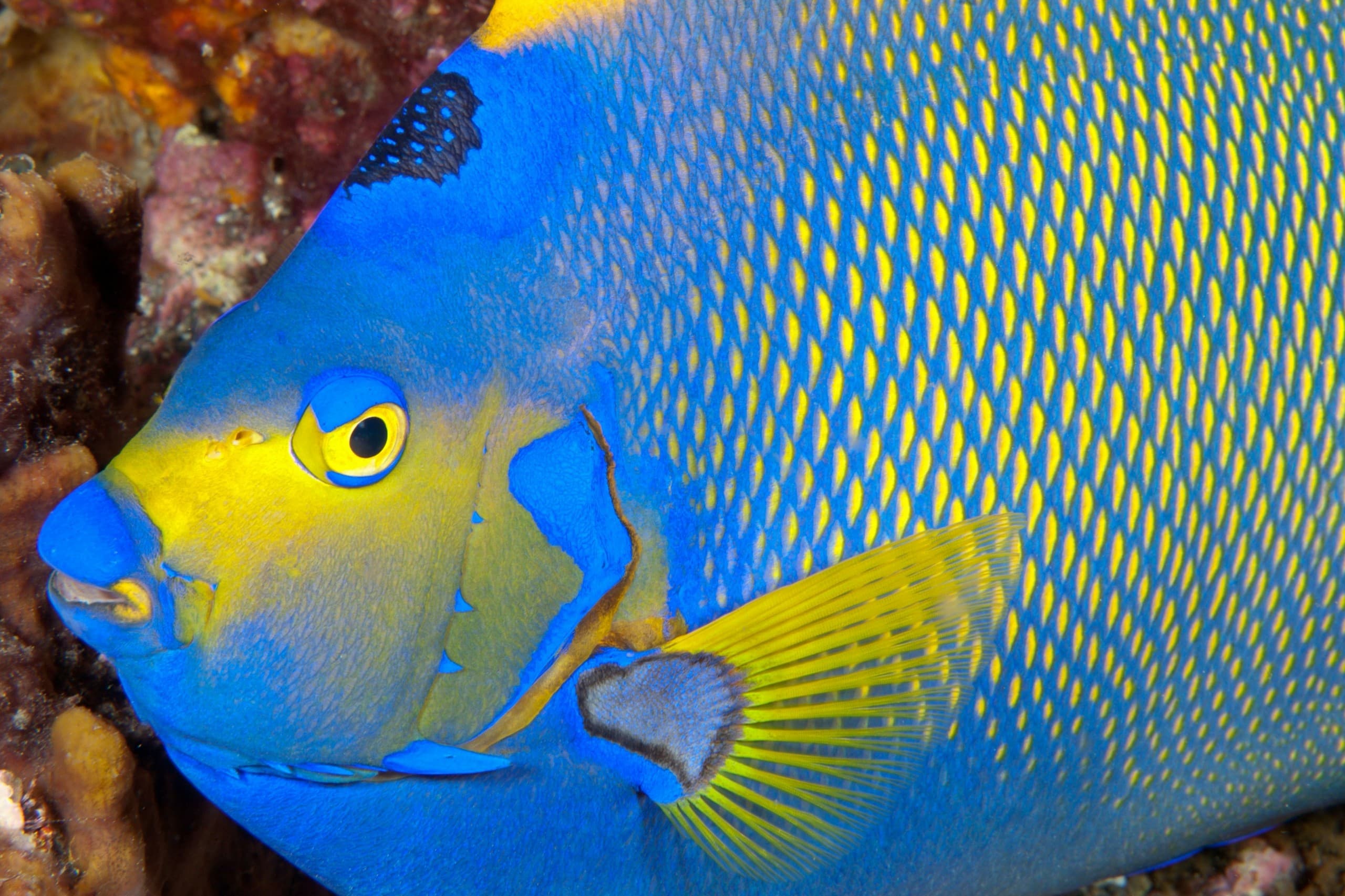 Close-up of a colorful angelfish on a coral reef in the Maldives