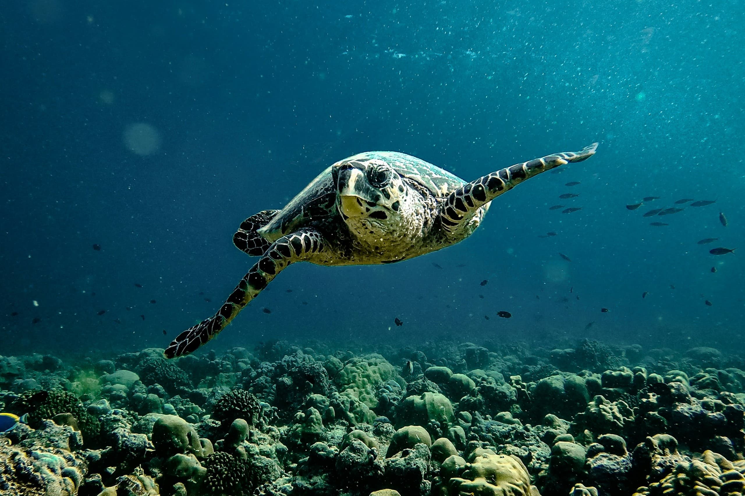 Sea turtle swimming over a coral reef in the Maldives