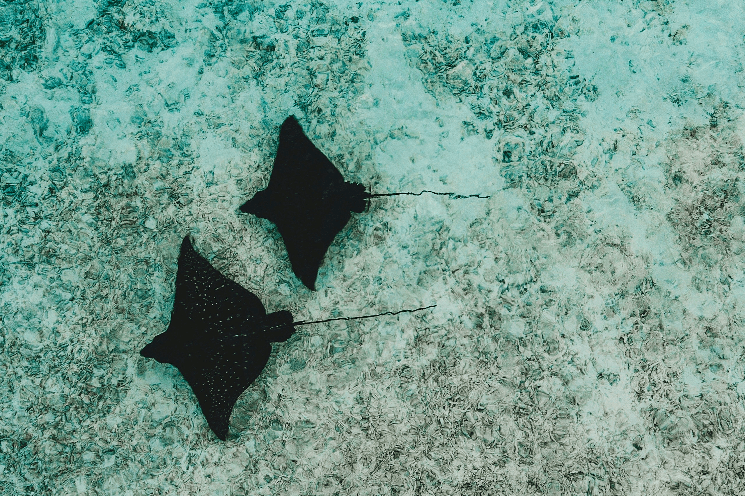 Aerial view of two stingrays in a crystal clear shallow lagoon