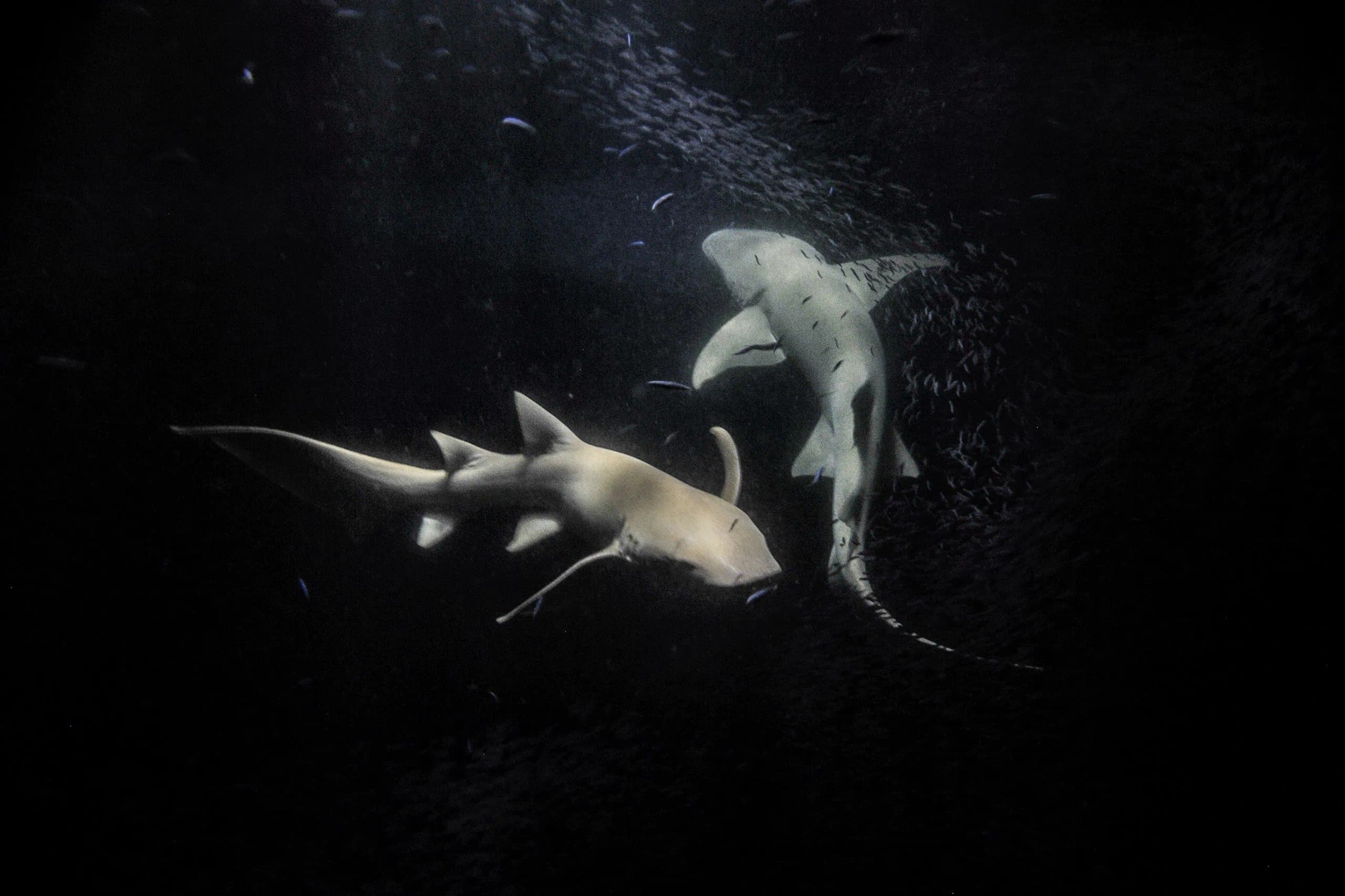 Underwater view of sharks in the Maldives