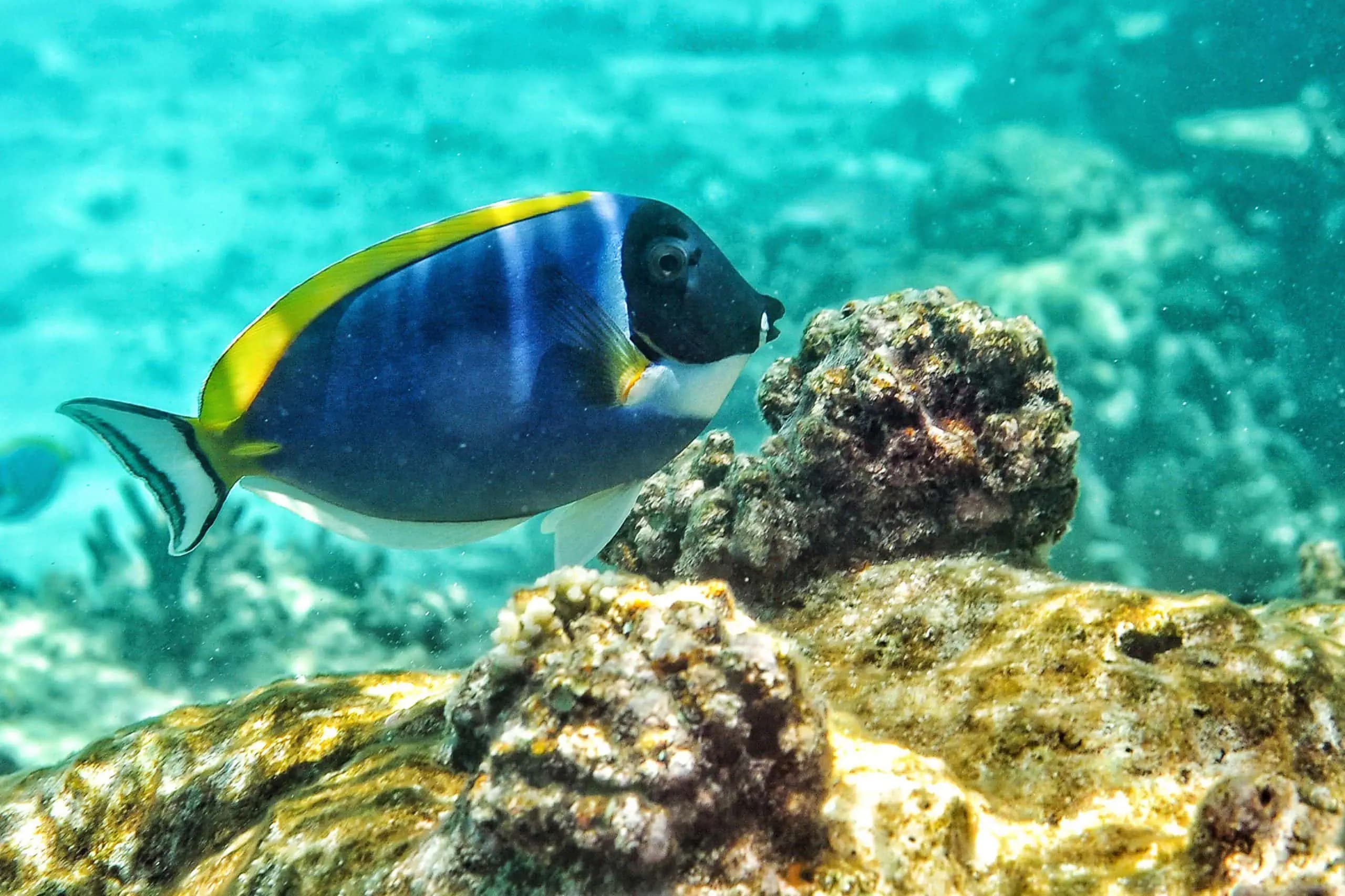 Marine life seen while snorkeling in the Maldives